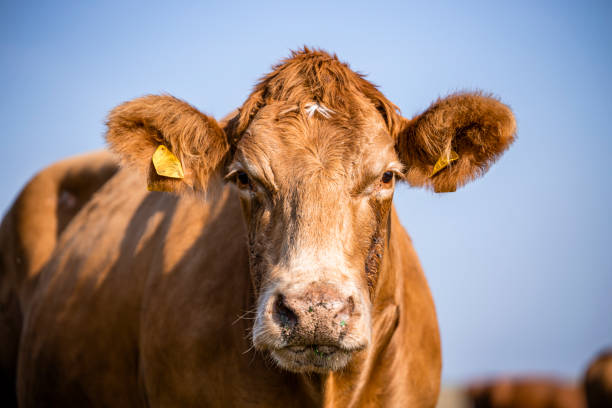 istock Close up view of curious cow standing on meadow. 1469661267
