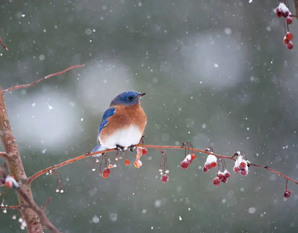 Bluebird in berry tree in a snowstorm