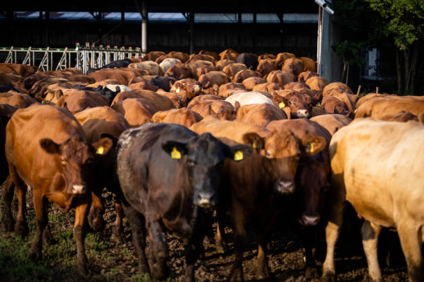 istock Herd of cows walking out the cowshed and going on pasture to graze. 1469661784