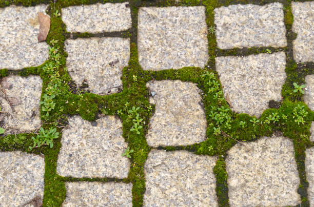 Green moss on gray stone paving. Top view