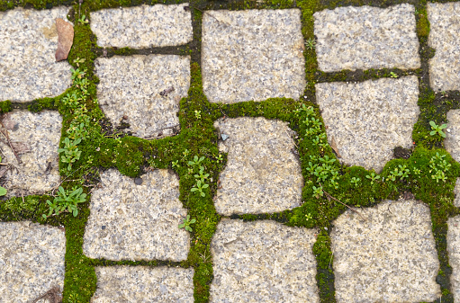 Green moss on gray stone paving. Top view, close-up.
