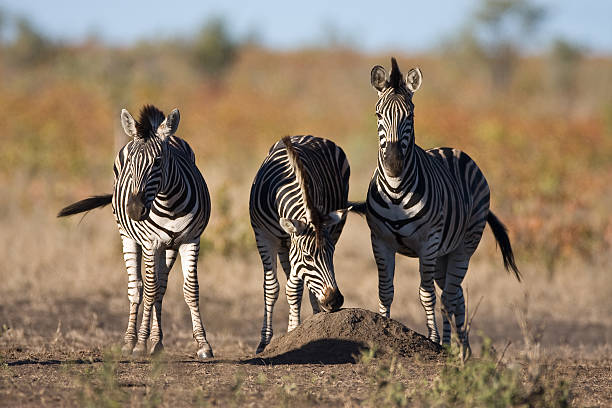 Zebra Trio stock photo