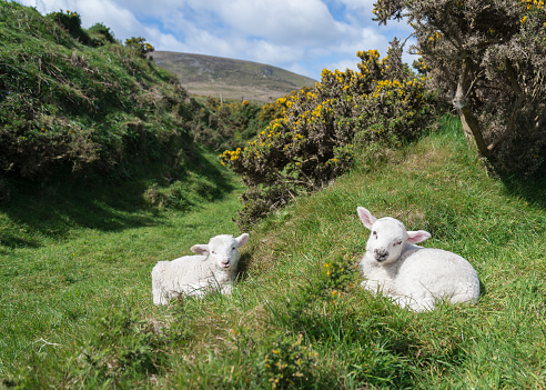 A pair of Irish lambs nestled on the overgrgown walls of a 13th century Ring Fort, or Lios. Dingle Peninsula, Ireland.
