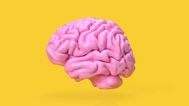 istock The pink brain on yellow background for creative or idea concept 3d rendering 1469663211