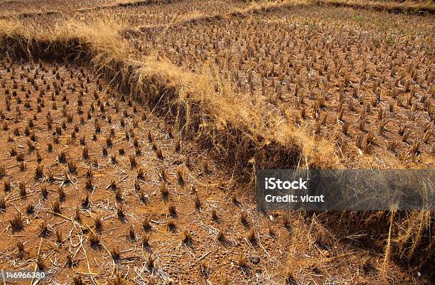 Siccità - Fotografie stock e altre immagini di Agricoltura - Agricoltura, Ambientazione esterna, Ambiente