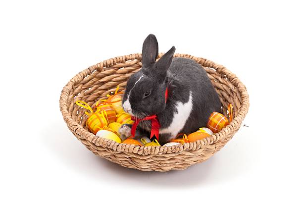 istock Easter bunny in basket isolated on white 146966406