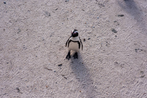 istock Penguin walking solo on beach 1469664148