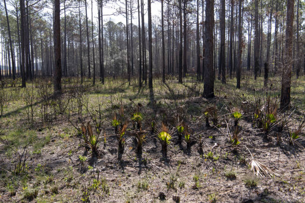 forêt de pins et de palmiers nains, des semaines après un brûlage dirigé, avec une croissance verte fraîche sur le sol et sur des feuilles de palmier rétroéclairées - enviornment controlled fire palmetto saw palmetto photos et images de collection