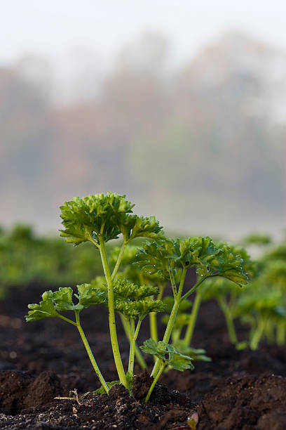 Celery stock photo