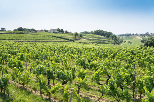 istock Vineyard in Saint Emilion, France 1469666771