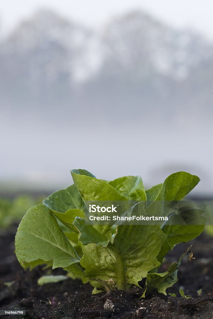 Lettuce Organic Lettuce Agriculture Stock Photo