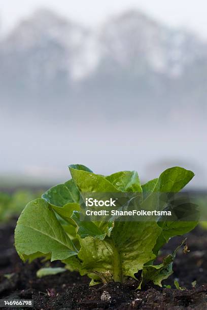 Lettuce Stock Photo - Download Image Now - Agriculture, Community, Crop - Plant