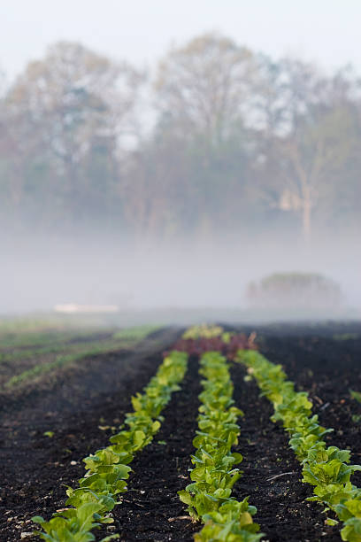 Lettuce Rows stock photo