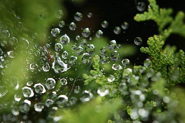 Dew em uma teia de aranha - foto de acervo