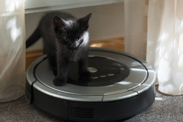 istock A small black kitten is standing in the room 1469669740