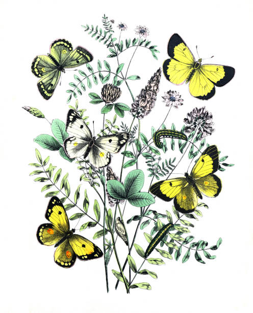 istock Botanical butterflies. Vintage butterflies. Exotic butterflies. Botanical poster. Lepidoptera Illustration.Collection of  vintage exotic butterfies and insects at floral pattern. butterfly pattern. butterly poster. without text 1469669751