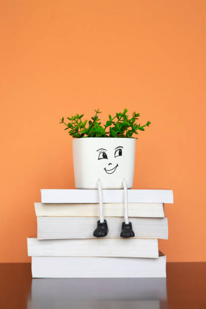 A blooming plant of gardeners dream Japanese Azalea with red flowers in a pot stands on a table against a gray wall