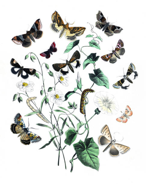 istock Botanical butterflies. Vintage butterflies. Exotic butterflies. Botanical poster. Lepidoptera Illustration.Collection of  vintage exotic butterfies and insects at floral pattern. butterfly pattern. butterly poster. without text 1469672075