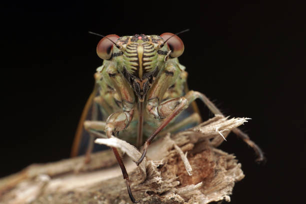 photo of a young cicada closeup detail with black background
