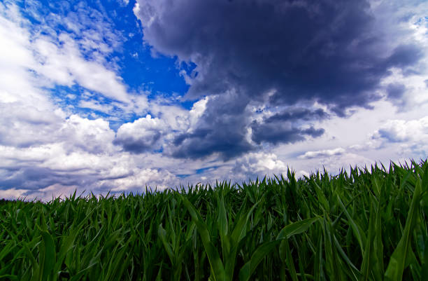 istock beautiful sky with clouds over the field near the forest 1469672170
