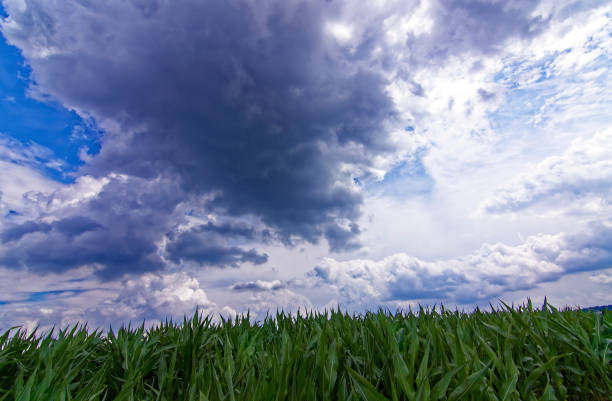 istock beautiful sky with clouds over the field near the forest 1469672172