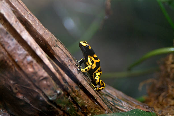 istock Yellow-banded Dart Frog 146967368