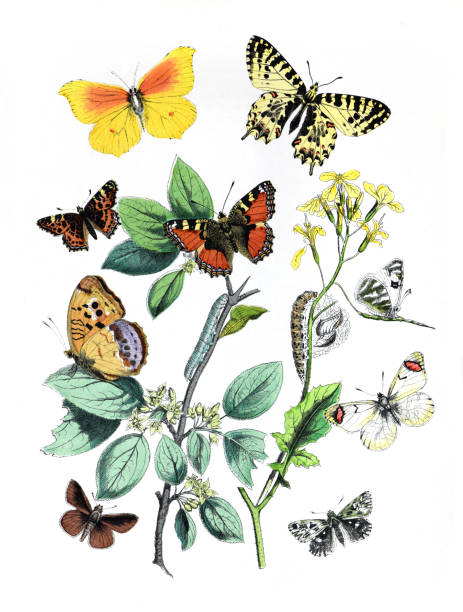 istock Botanical butterflies. Vintage butterflies. Exotic butterflies. Botanical poster. Lepidoptera Illustration.Collection of  vintage exotic butterfies and insects at floral pattern. butterfly pattern. butterly poster. without text. Lepidoptera Illustration. 1469673845