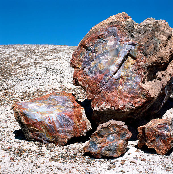 istock Petrified Wood Fossil 146967439