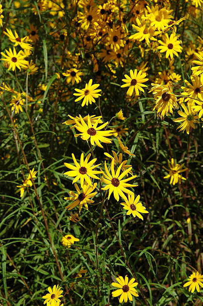 istock Black-eyed Susan (Rudbeckia hirta) 146967515