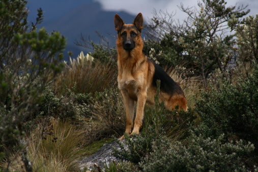 A majestic german shepherd over a rock in a wild landscape