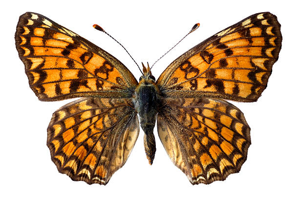 istock Isolated Knapweed Fritillary butterfly 146967537