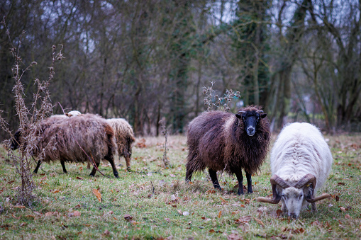 some wool sheep stand on the meadow and eat grass