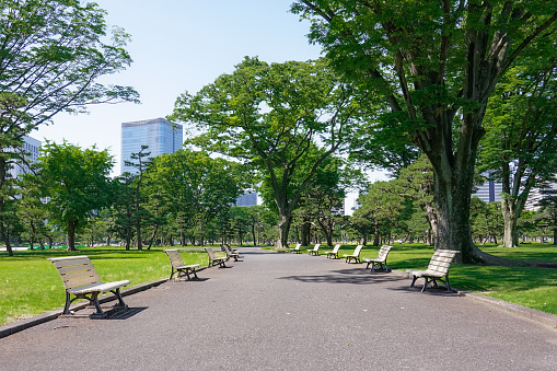 On a sunny day in May 2022, at Kokyo Gaien in Chiyoda-ku, Tokyo, black pine and benches scattered around the large lawn plaza