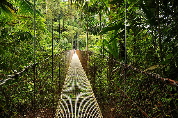 pendurar pontes na costa rica parque nacional de arenal - monteverde cloud forest imagens e fotografias de stock