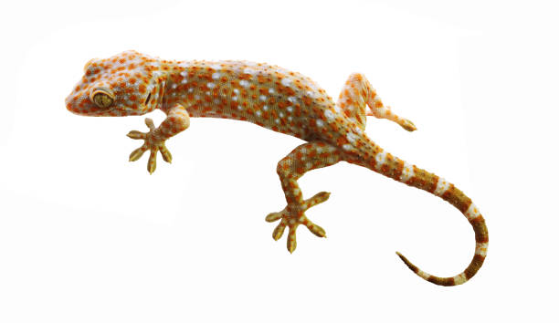 Tokay gecko with curved tail isolated on white background Tokay gecko with curved tail isolated on white background , Many orange color dots spread on blue skin of Gekko gecko , Reptiles in the homes of the tropics tokay gecko stock pictures, royalty-free photos & images