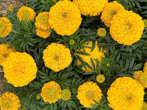 Horizontal high angle closeup photo of green leaves and golden yellow flowers on double French Marigold plants growing in a garden bed in Summer. Tenterfield, NSW