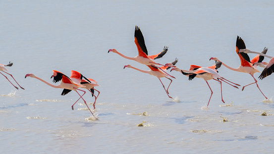 flock of pink flamingos in their natural environment, south Sardinia