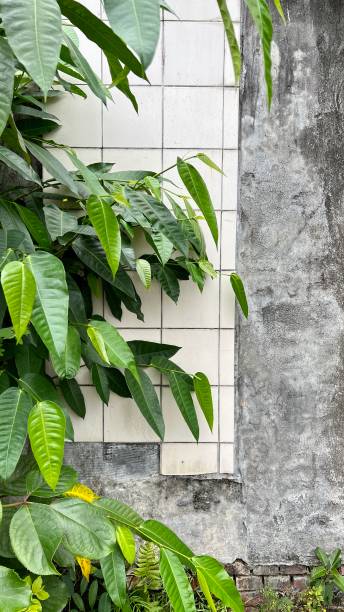 istock White broken brick wall overgrown with green plants, half of which is cement wall surface 1469677991