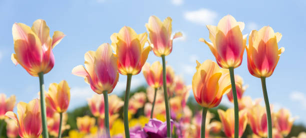 istock Colorful tulips in a garden 1469678711