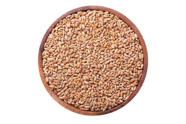 istock Bowl of wheat grains isolated on white background 1469679240