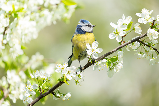 Little bird sitting on branch of blossom tree. The blue tit. Spring time