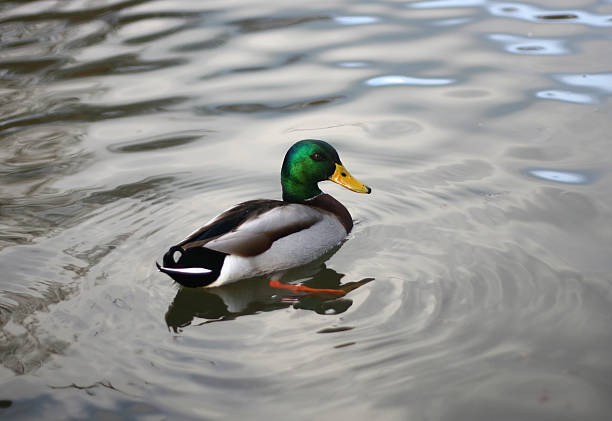 istock Mallard Duck Swimming On A Glassy Pond 146968116