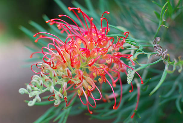 австралийский grevillea - australian culture flower indigenous culture plant стоковые фото и изображения