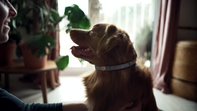 The woman takes the anti-tick collars from the table, approaches the dog and puts it on. He strokes the dog.