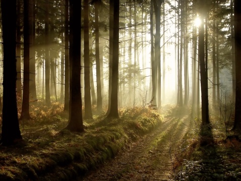 Path leading through the coniferous forest in the direction of the setting sun. Photo taken in November.