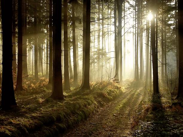 magiczny las w zmierzch - morning sun fog autumn zdjęcia i obrazy z banku zdjęć