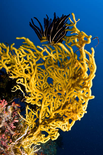 Yellow sea fan along the reef, Indian ocean, Maldives stock photo