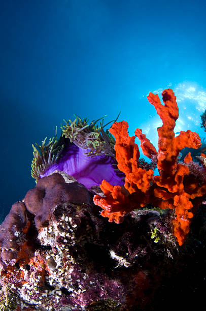 Anemones and sponges on the reef, Maldives, Indian Ocean stock photo