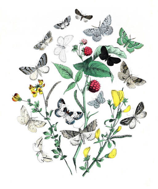 istock Botanical butterflies. Vintage butterflies. Exotic butterflies. Botanical poster. Lepidoptera Illustration.
Collection of  vintage exotic butterfies and insects at floral pattern. butterfly pattern. butterly poster. without text. Lepidoptera Illustration. 1469686428