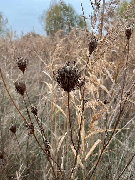 istock Closeup of brown wild carrot seeds with selective focus on foreground 1469687637